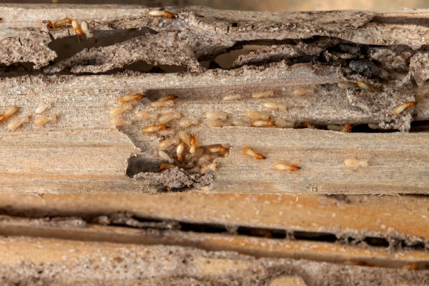 Best Mosquito Control Services  in Gonzales, CA